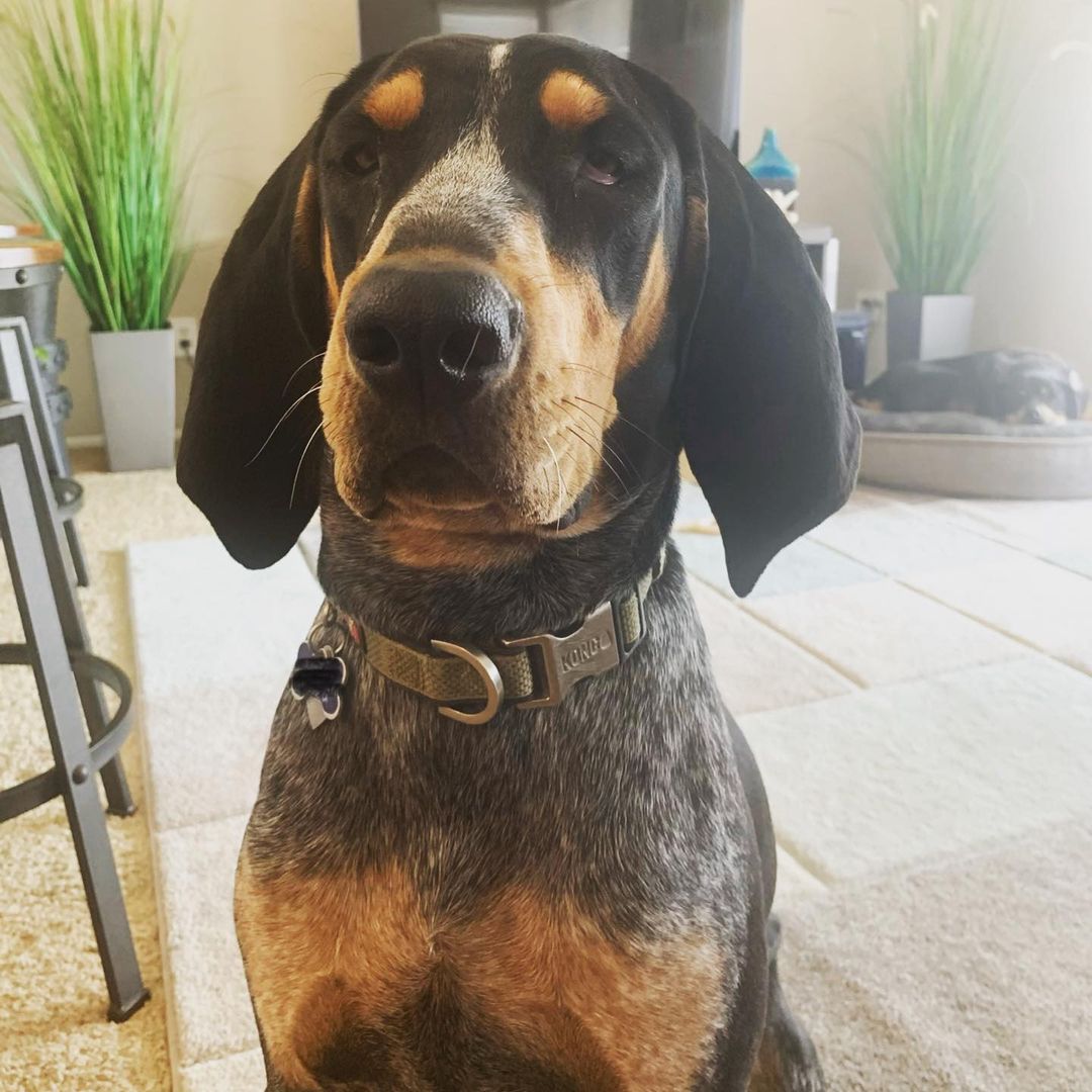 16 Cool Facts About Coonhounds 10