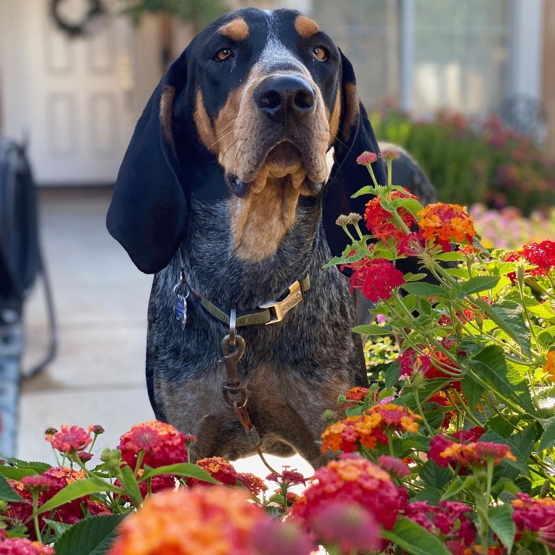 16 Cool Facts About Coonhounds 11