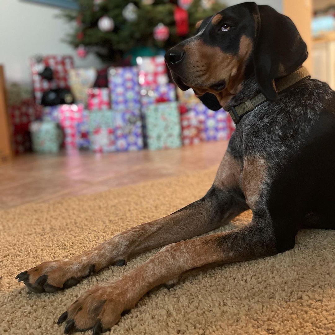 16 Cool Facts About Coonhounds 9