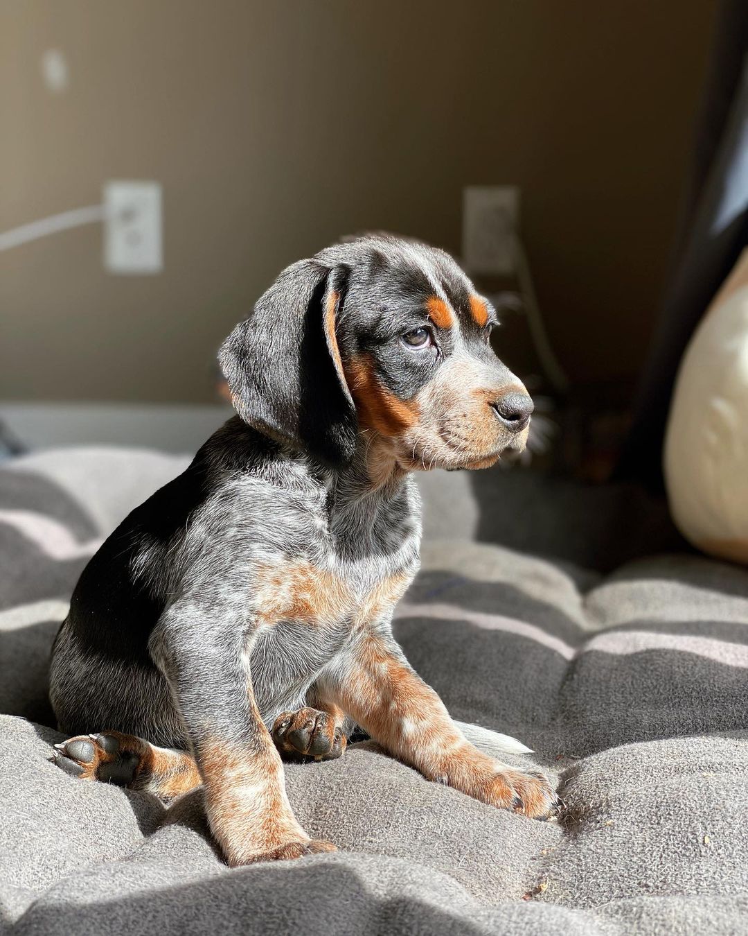 16 Cool Facts About Coonhounds 10