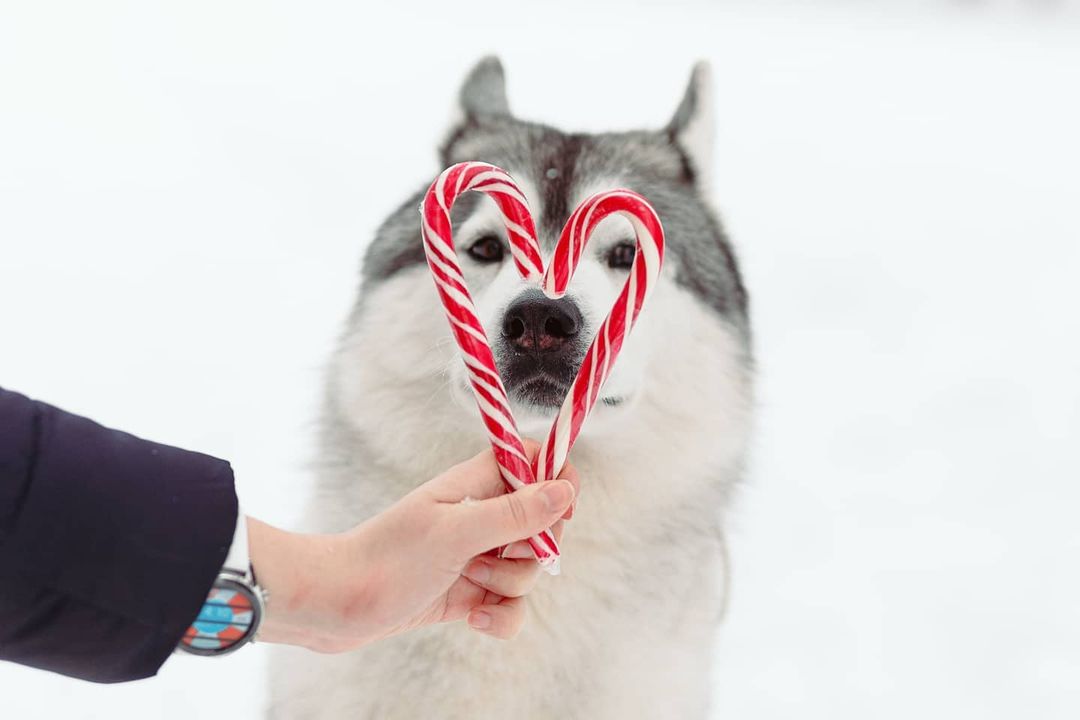 15 Amazing Facts About Siberian Huskies You Probably Never Knew 8
