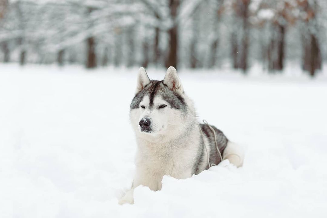 15 Amazing Facts About Siberian Huskies You Probably Never Knew 9
