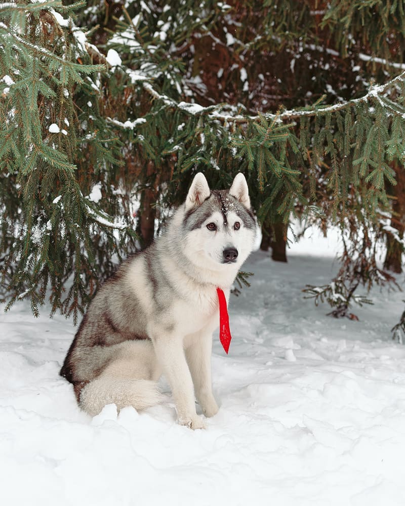 16 Cool Facts About Siberian Huskies 10 16 Cool Facts About Siberian Huskies 10