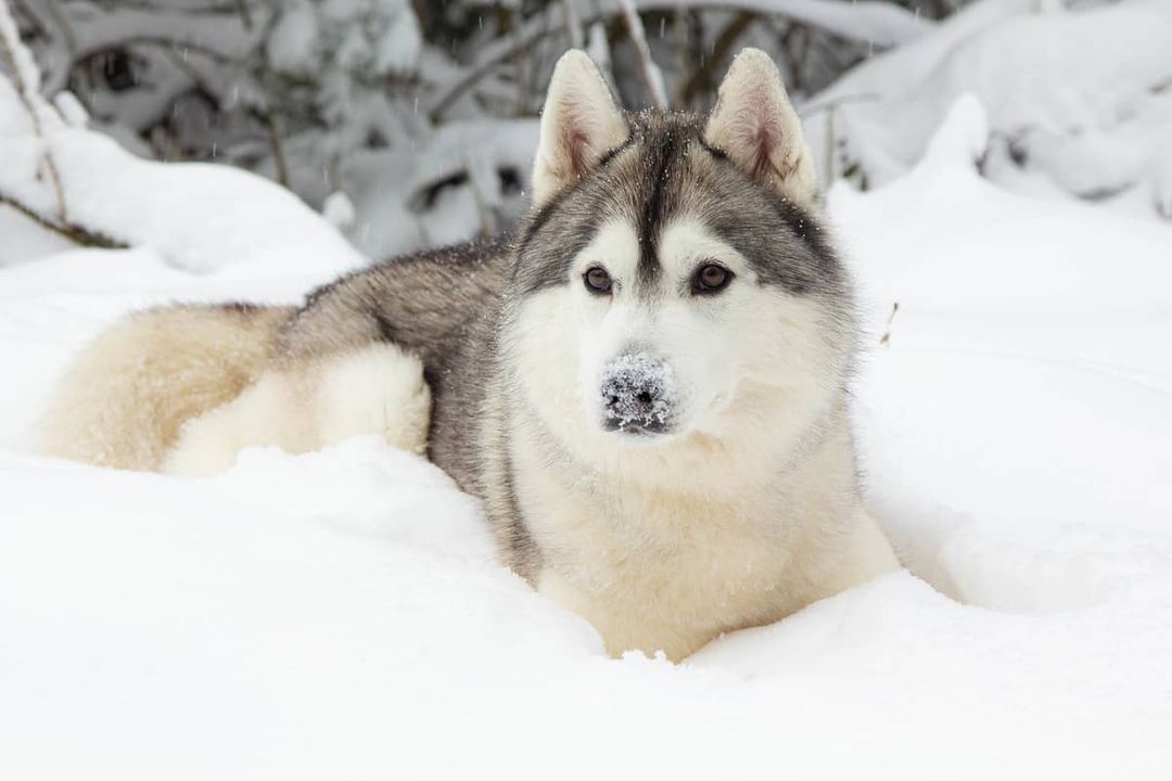16 Cool Facts About Siberian Huskies 11 16 Cool Facts About Siberian Huskies 11