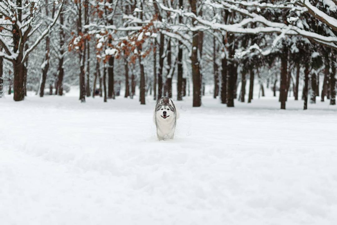 16 Cool Facts About Siberian Huskies 9