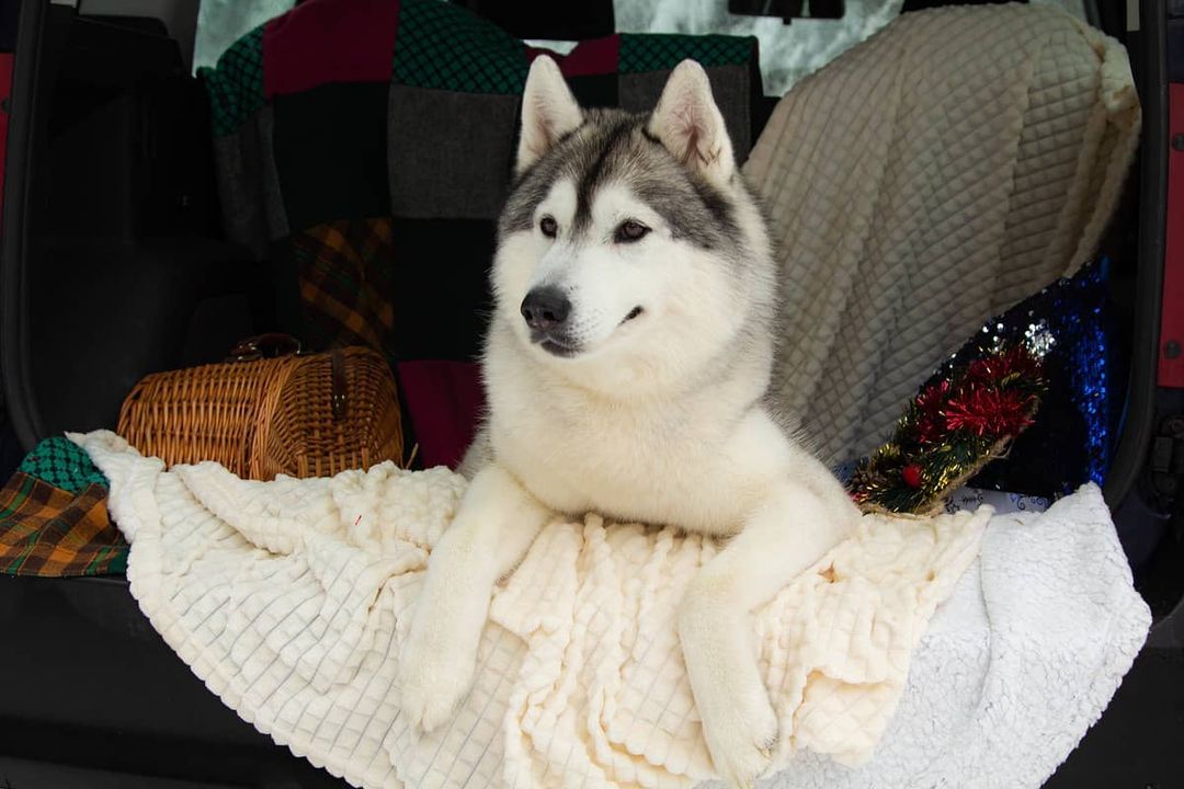 16 Cool Facts About Siberian Huskies 10