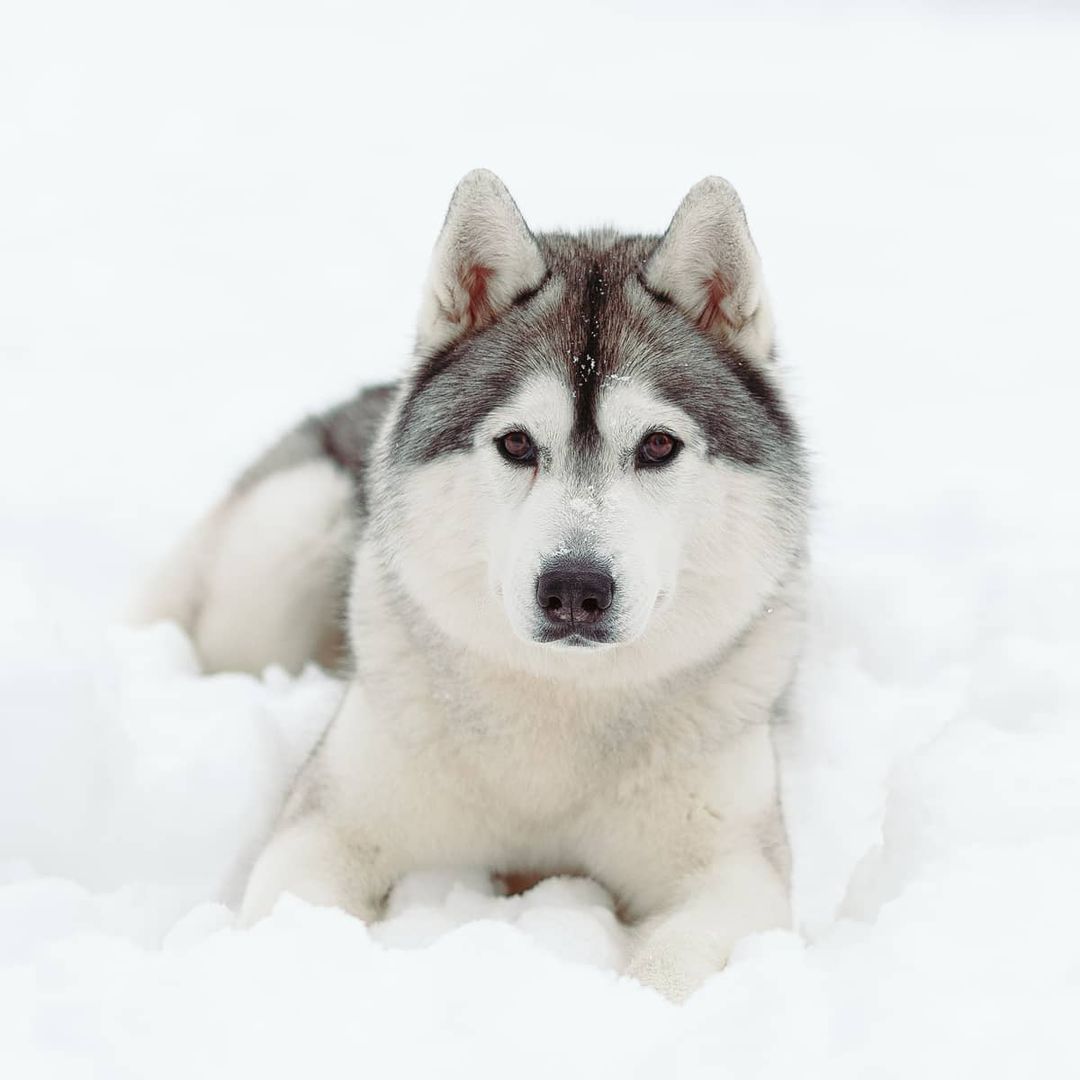 16 Cool Facts About Siberian Huskies 11