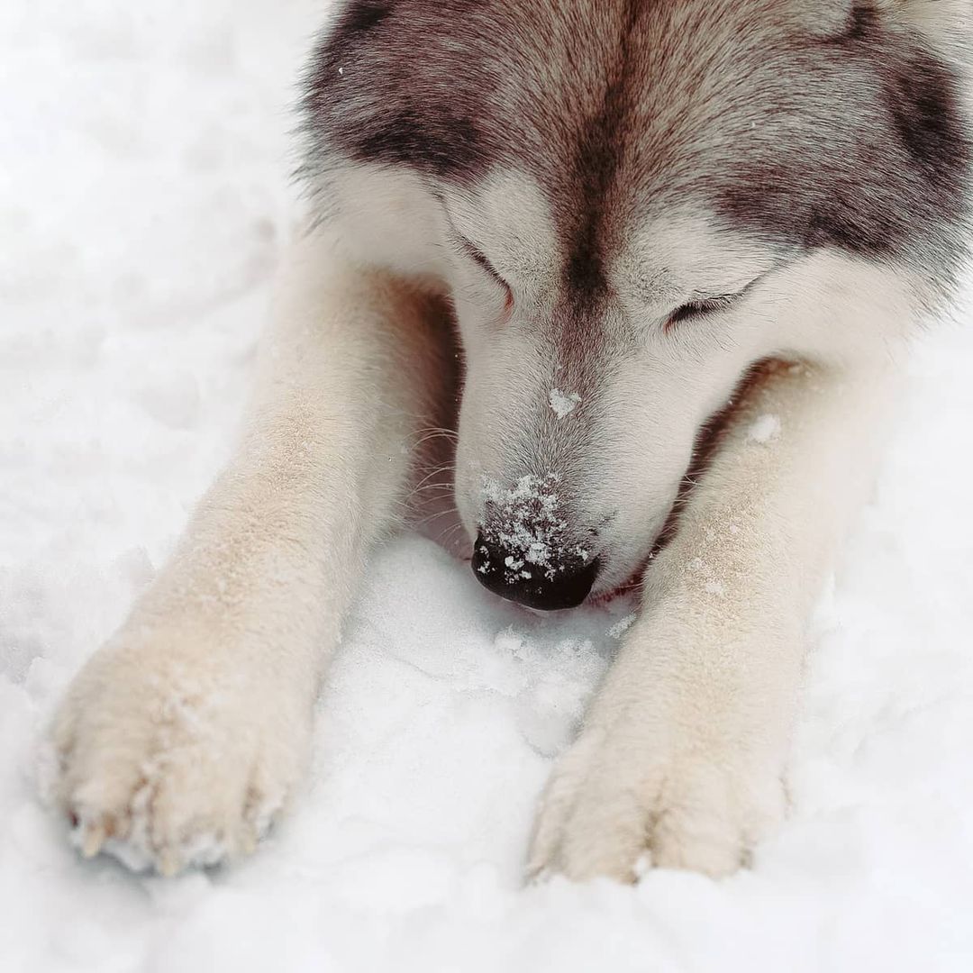 16 Cool Facts About Siberian Huskies 7