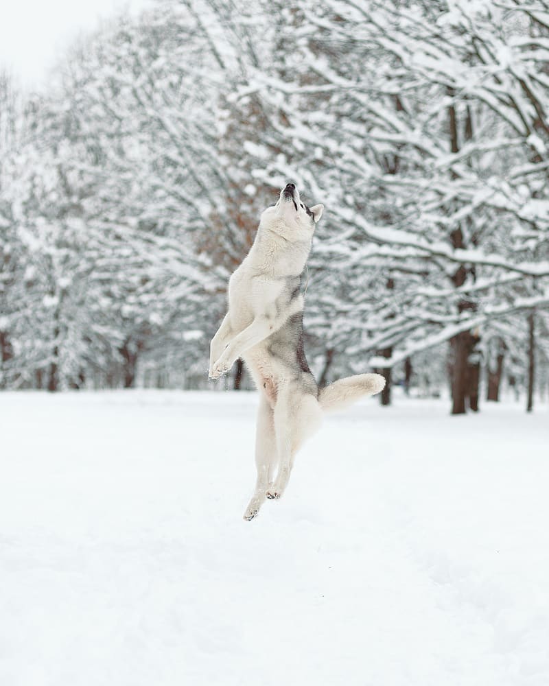 16 Cool Facts About Siberian Huskies 8