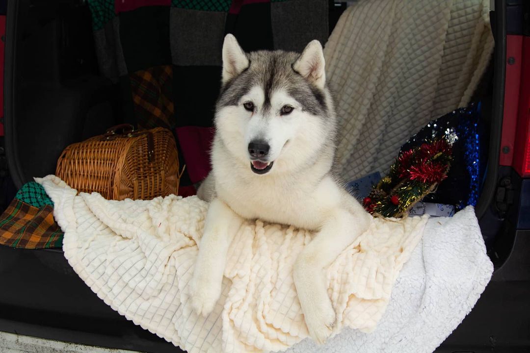 16 Cool Facts About Siberian Huskies 8
