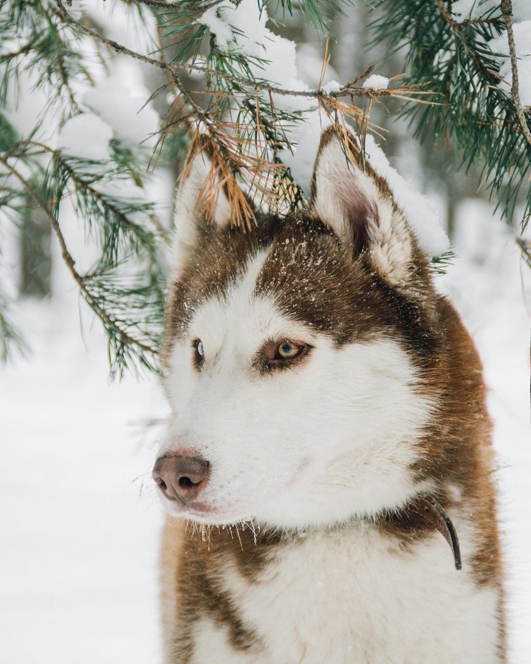 16 Cool Facts About Siberian Huskies 9
