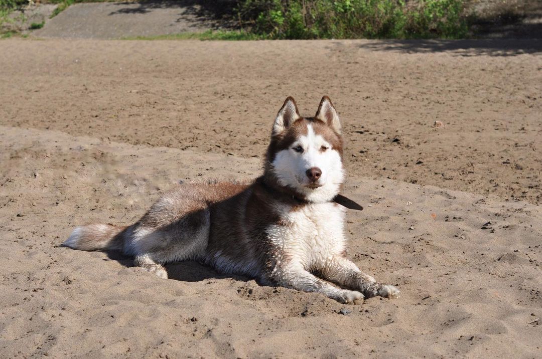 15 Cool Facts About Siberian Huskies 10