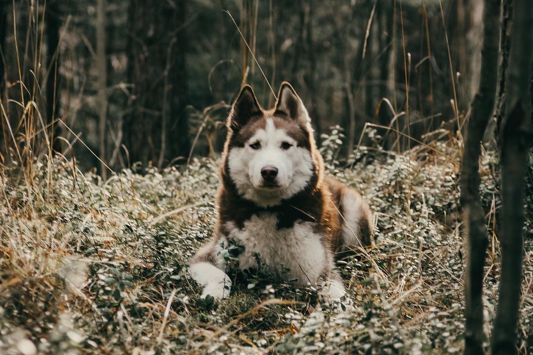 16 Cool Facts About Siberian Huskies 5