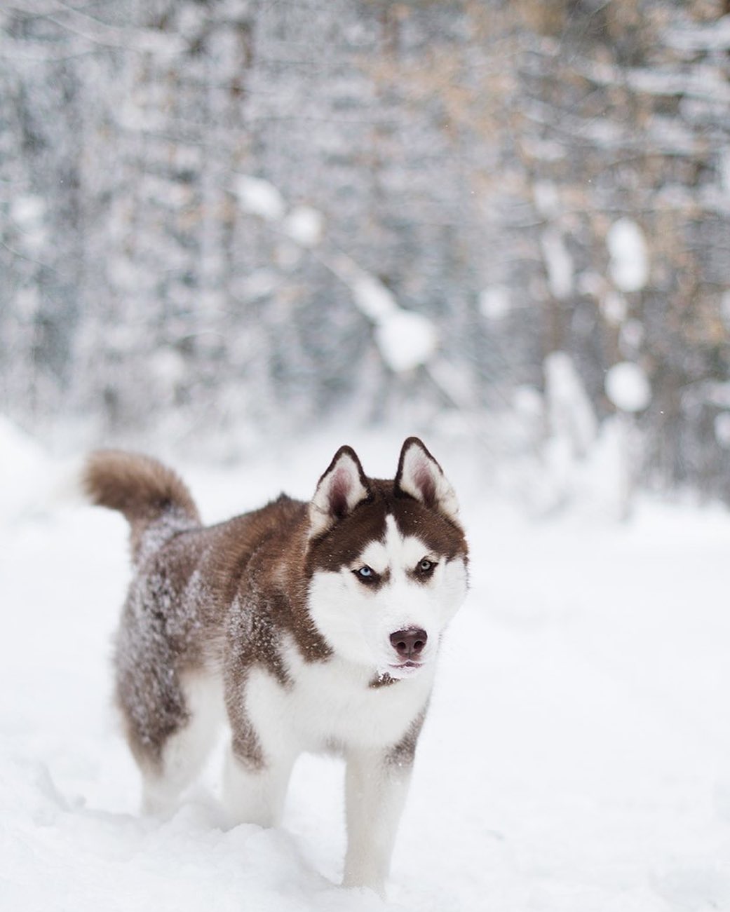 15 Cool Facts About Siberian Huskies 11