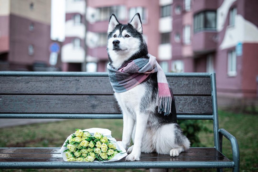 15 Cool Facts About Siberian Huskies 10