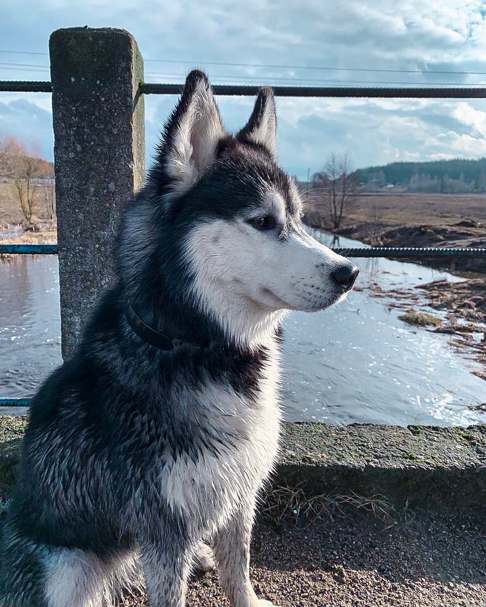 15 Cool Facts About Siberian Huskies 11