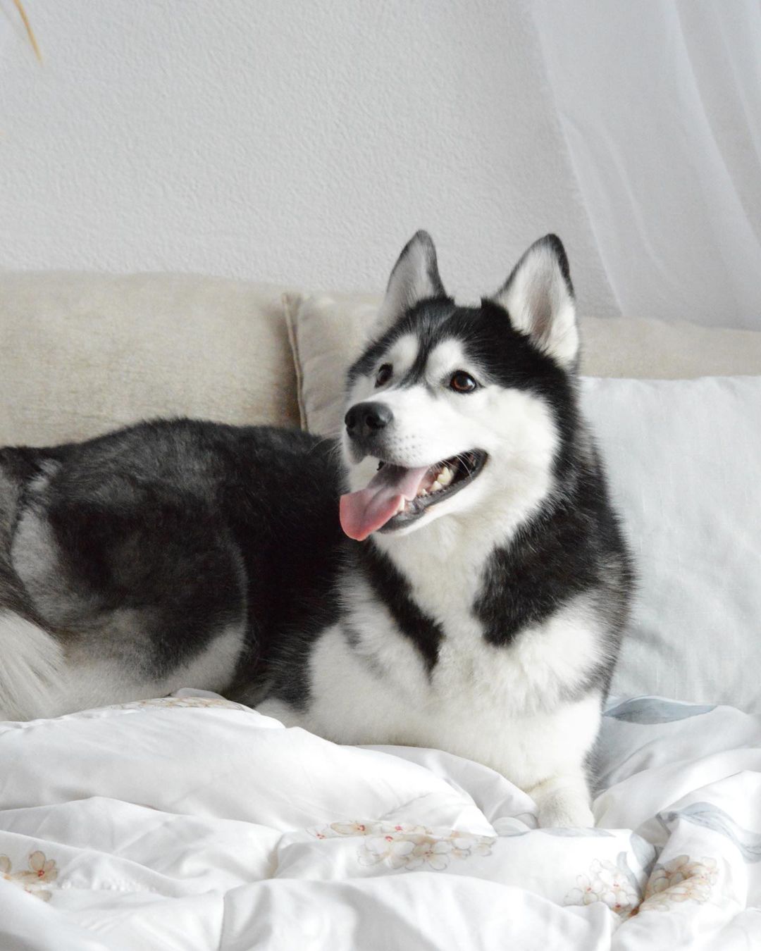 15 Cool Facts About Siberian Huskies 10