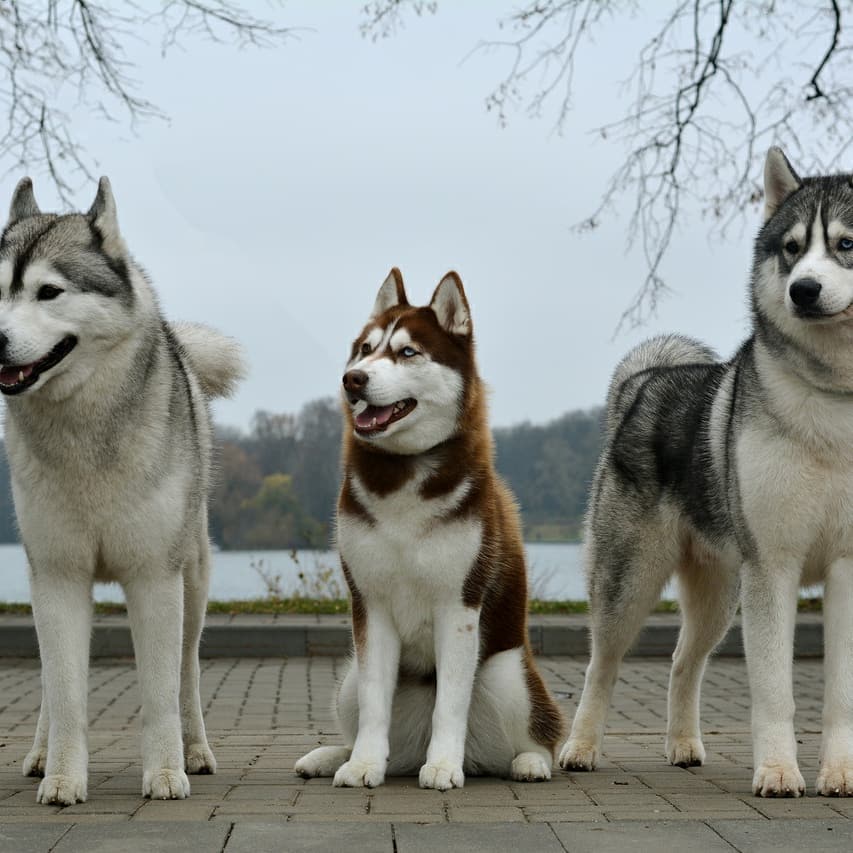 15 Cool Facts About Siberian Huskies 11