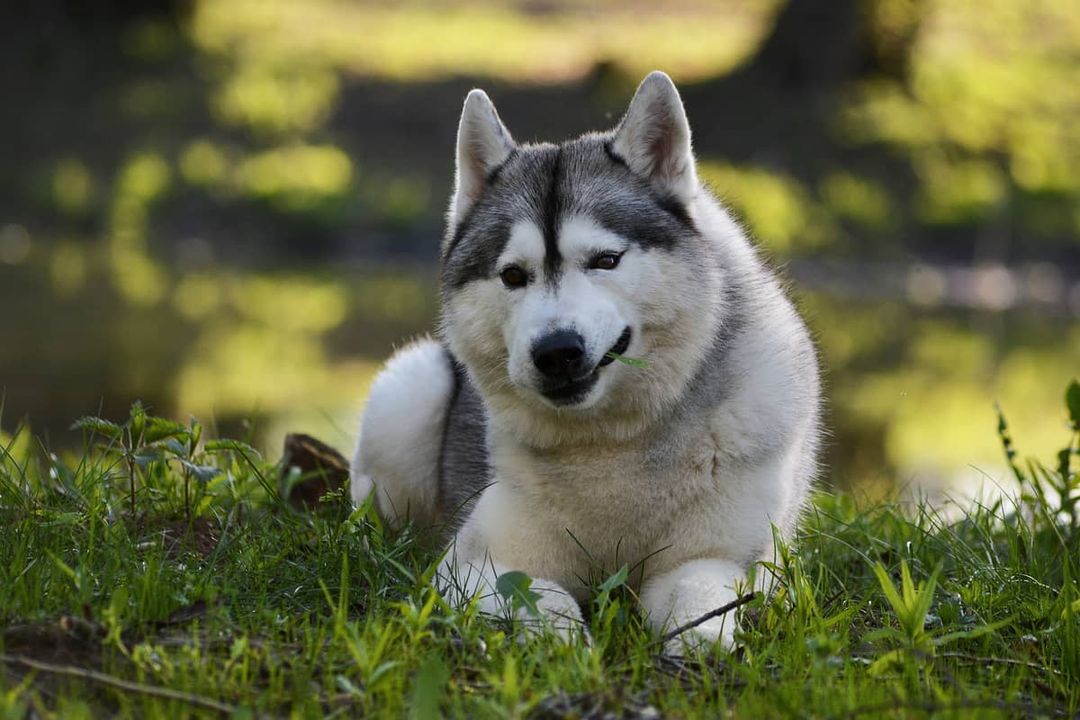 15 Amazing Facts About Siberian Huskies You Probably Never Knew 9