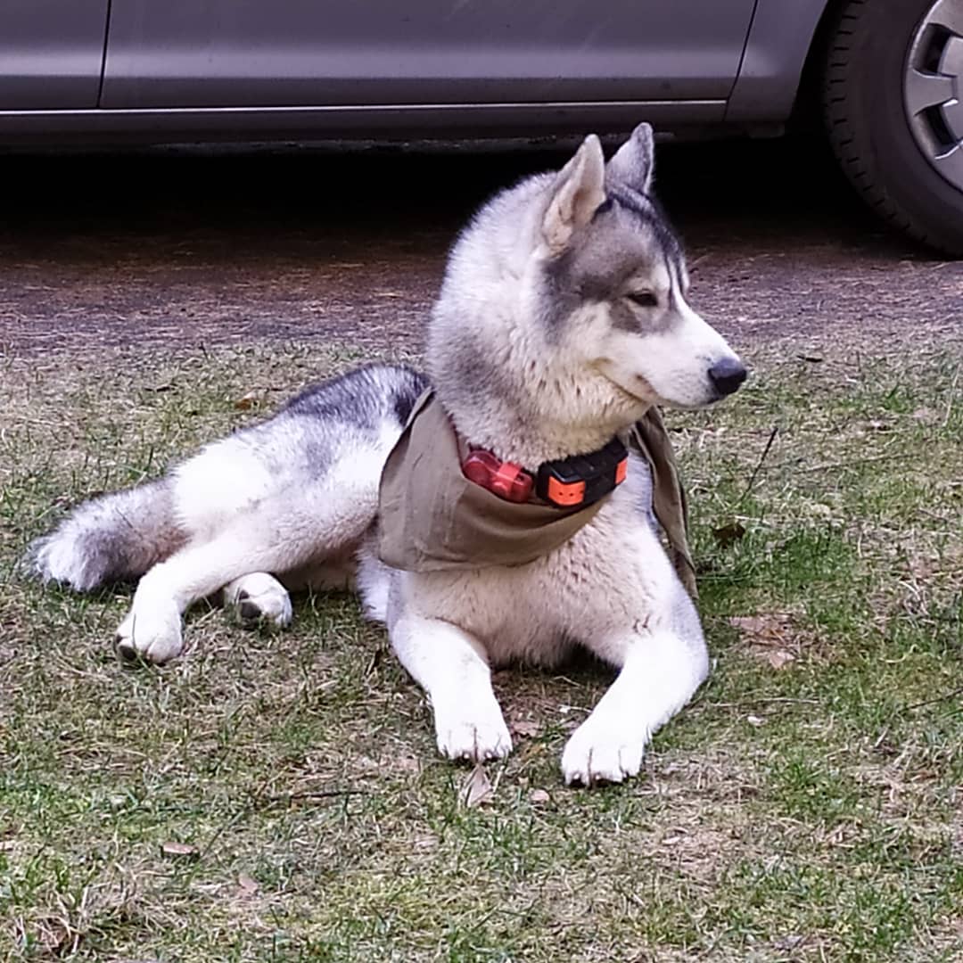 15 Cool Facts About Siberian Huskies 9