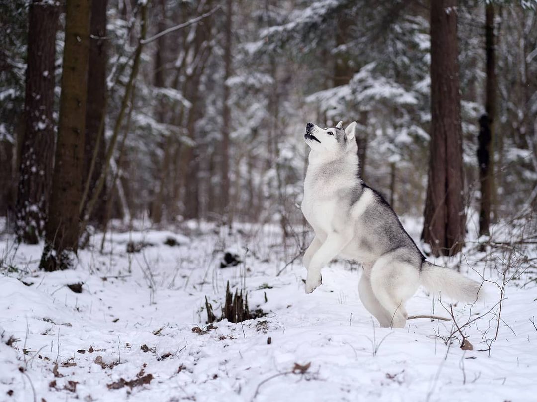 15 Cool Facts About Siberian Huskies 11
