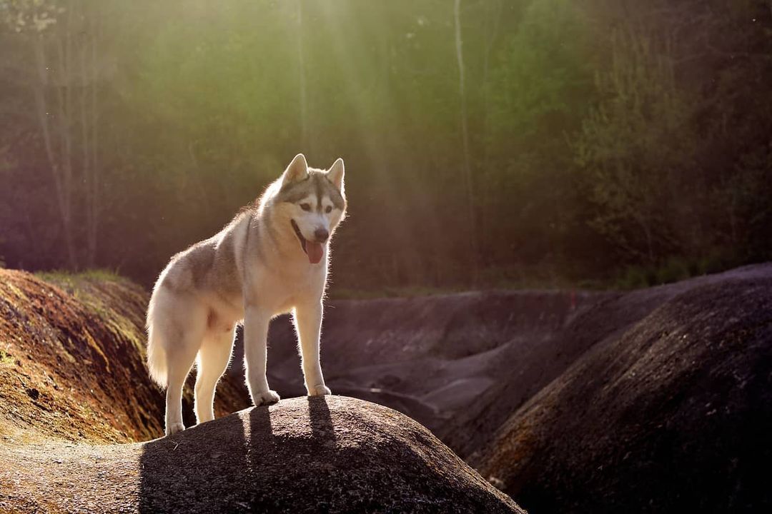 15 Amazing Facts About Siberian Huskies You Probably Never Knew 10