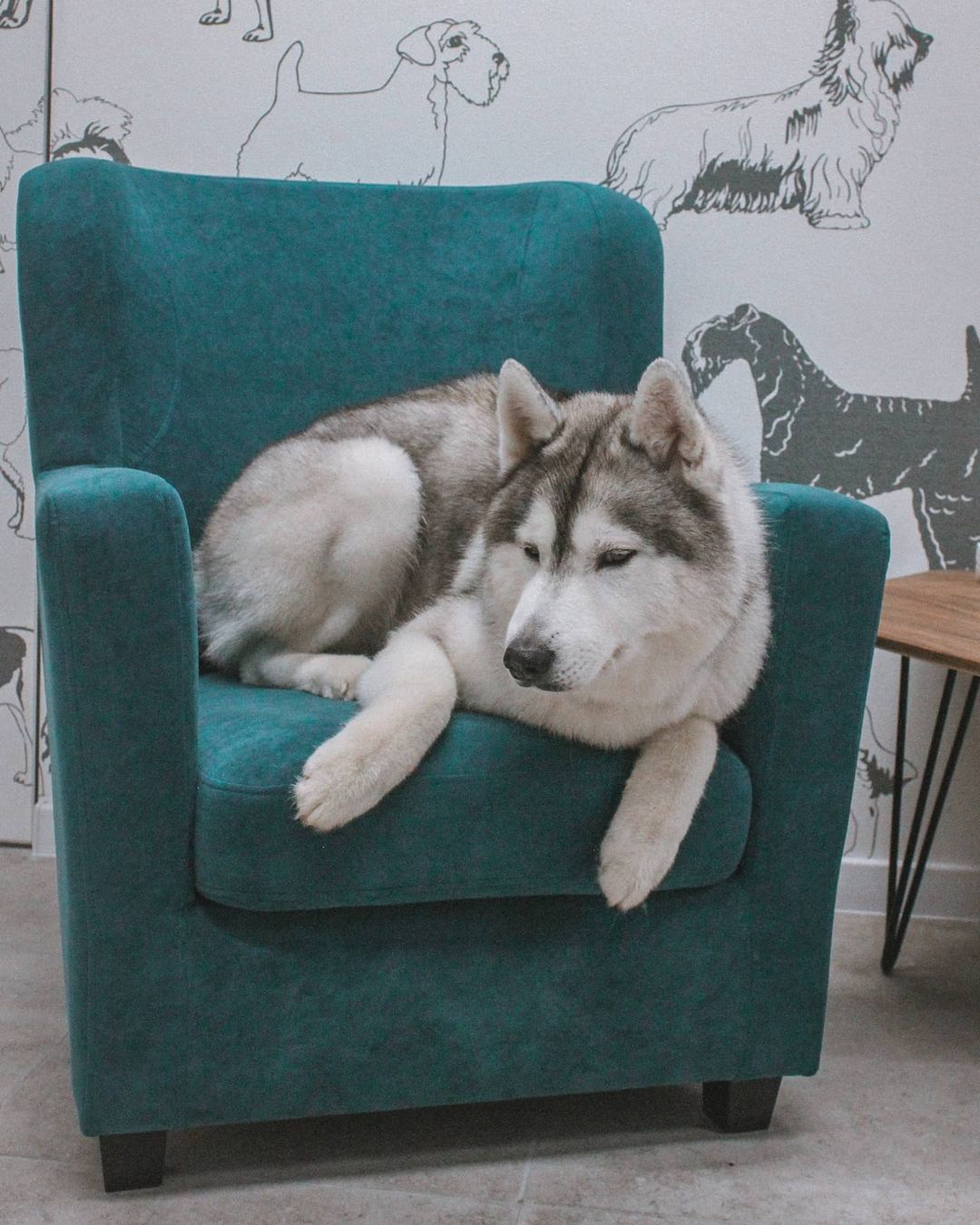 15 Amazing Facts About Siberian Huskies You Probably Never Knew 11