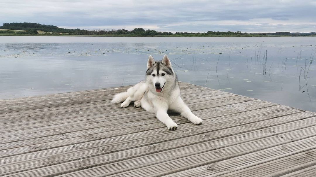 15 Cool Facts About Siberian Huskies 9