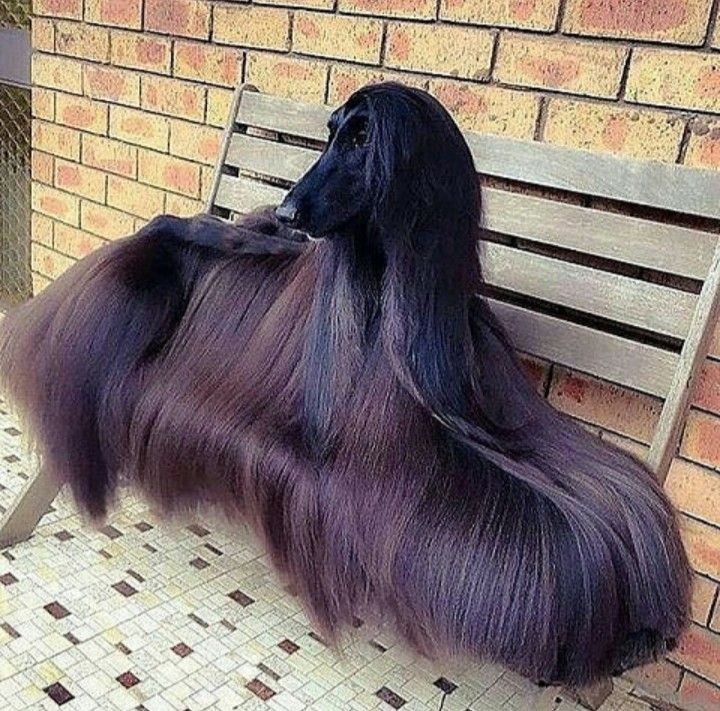 15 Cool Facts You Didn’t Know About Afghan Hounds 9