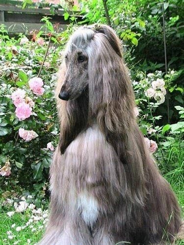 16 Amazing Facts About Afghan Hounds You Probably Never Knew 9