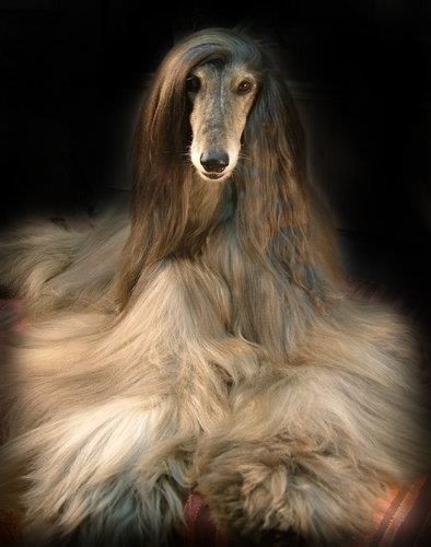 16 Amazing Facts About Afghan Hounds You Probably Never Knew 9