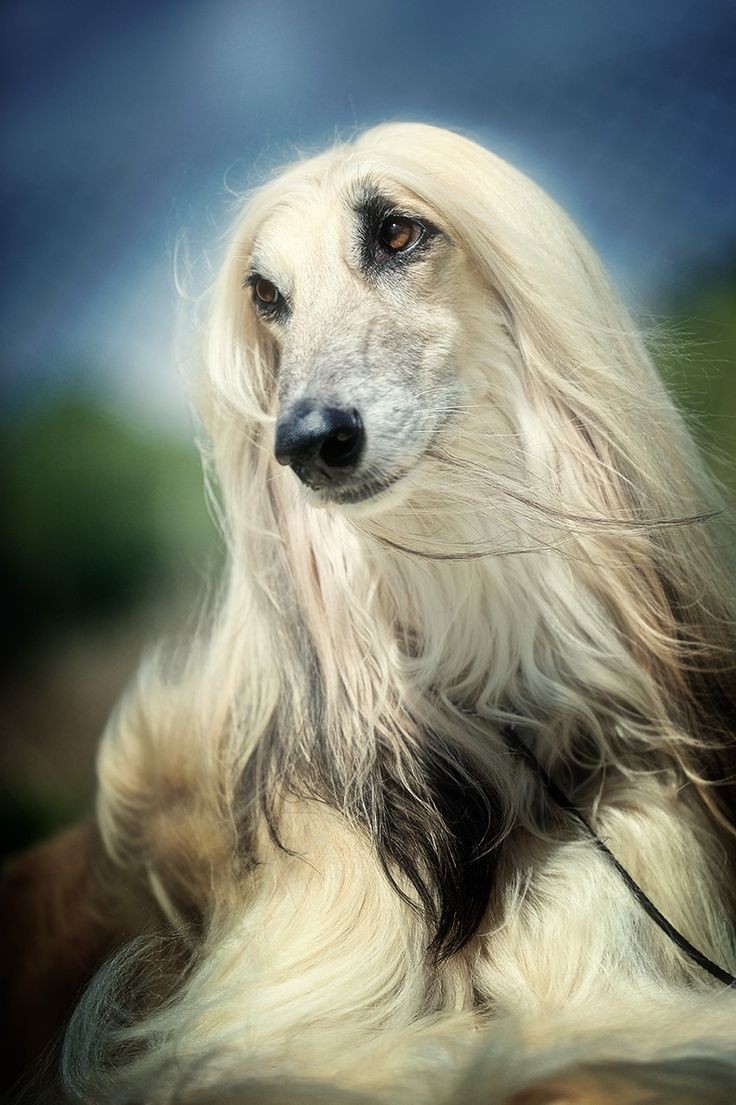 16 Amazing Facts About Afghan Hounds You Probably Never Knew 10