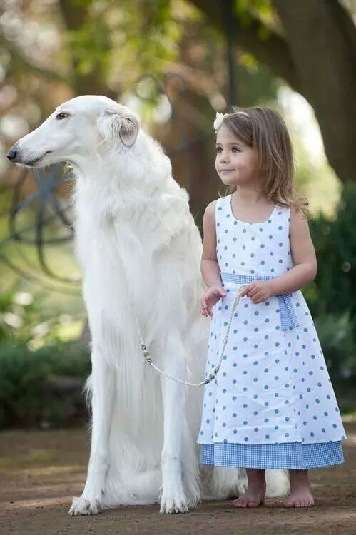 16 Amazing Facts About Afghan Hounds You Probably Never Knew 9