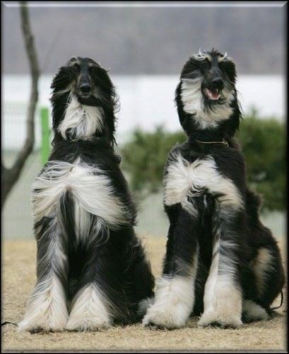 16 Amazing Facts About Afghan Hounds You Probably Never Knew 10