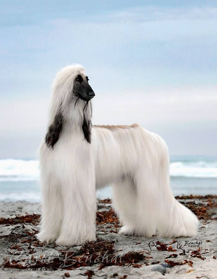 15 Interesting Afghan Hound Facts 11