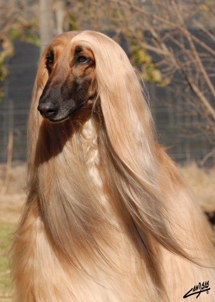 15 Interesting Afghan Hound Facts 9