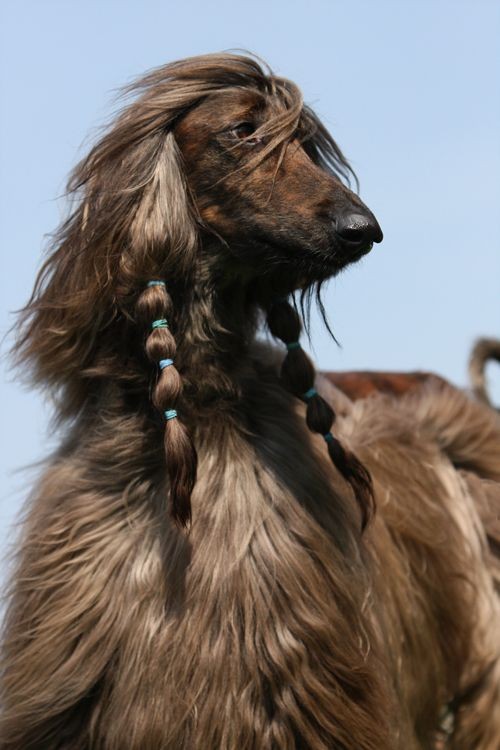15 Interesting Afghan Hound Facts 10