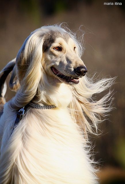 15 Interesting Afghan Hound Facts 11