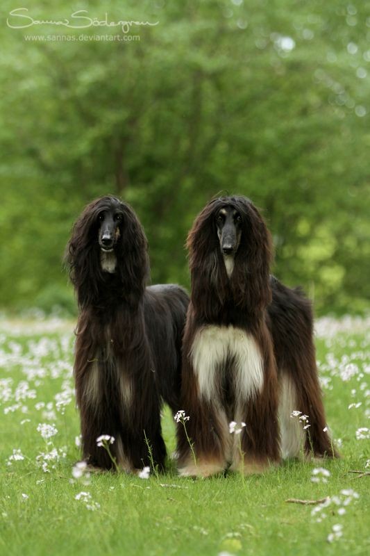 15 Cool Facts You Didn’t Know About Afghan Hounds 9