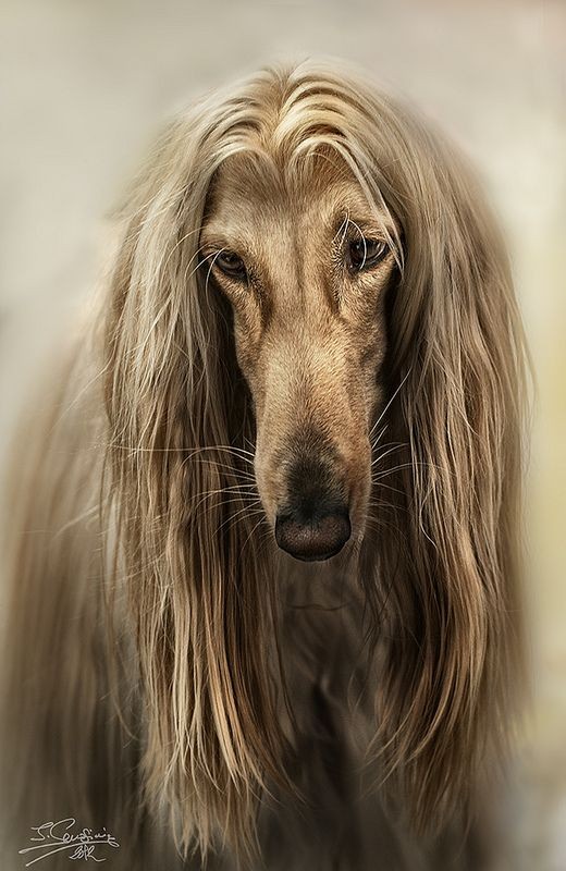 15 Interesting Afghan Hound Facts 9