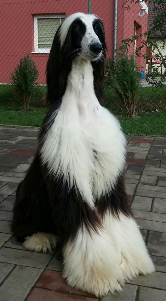 15 Interesting Afghan Hound Facts 10
