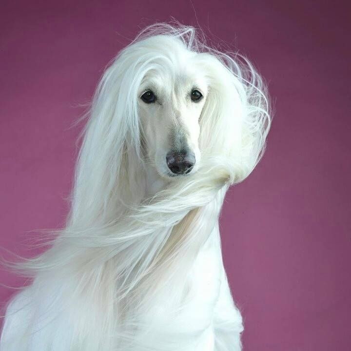 15 Interesting Afghan Hound Facts 11