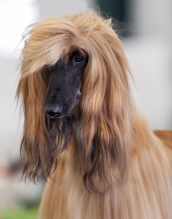 15 Cool Facts You Didn’t Know About Afghan Hounds 10