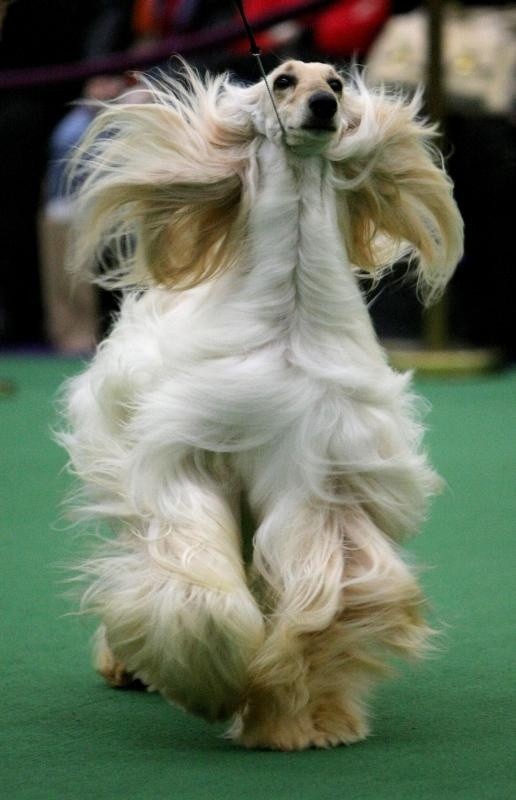 15 Cool Facts You Didn’t Know About Afghan Hounds 10