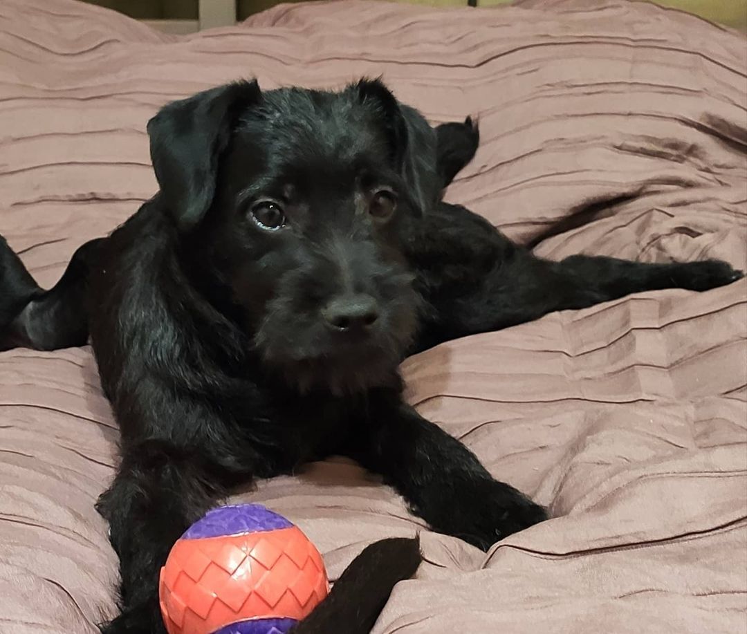 15 Cool Facts About Patterdale Terriers 9