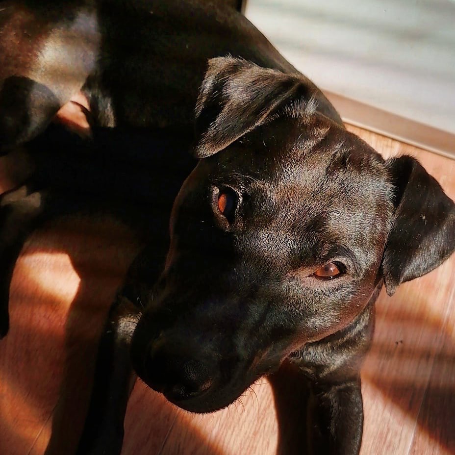 15 Cool Facts About Patterdale Terriers 9