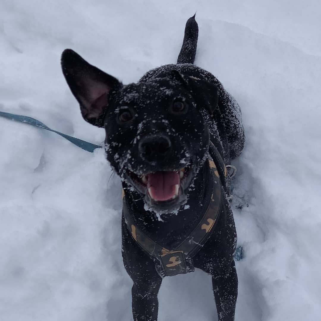 15 Cool Facts About Patterdale Terriers 10