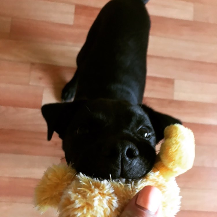 15 Cool Facts About Patterdale Terriers 11