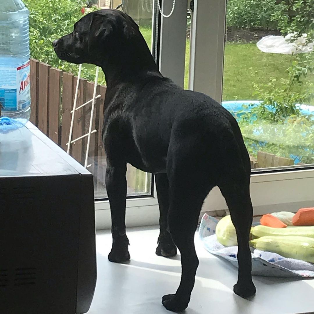 15 Amazing Patterdale Terrier Facts You May Not Have Known 9