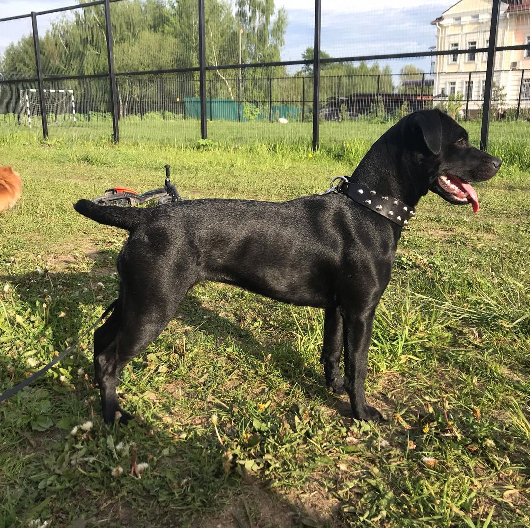 15 Amazing Patterdale Terrier Facts You May Not Have Known 10